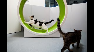 Exercise Wheel For Cats - Funny Compilation - Part 2 by Cats are Jerks 4,975 views 3 years ago 15 minutes