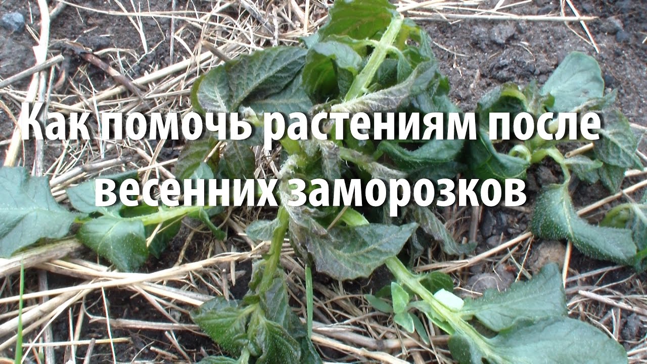 Как помочь растениям после весенних заморозков