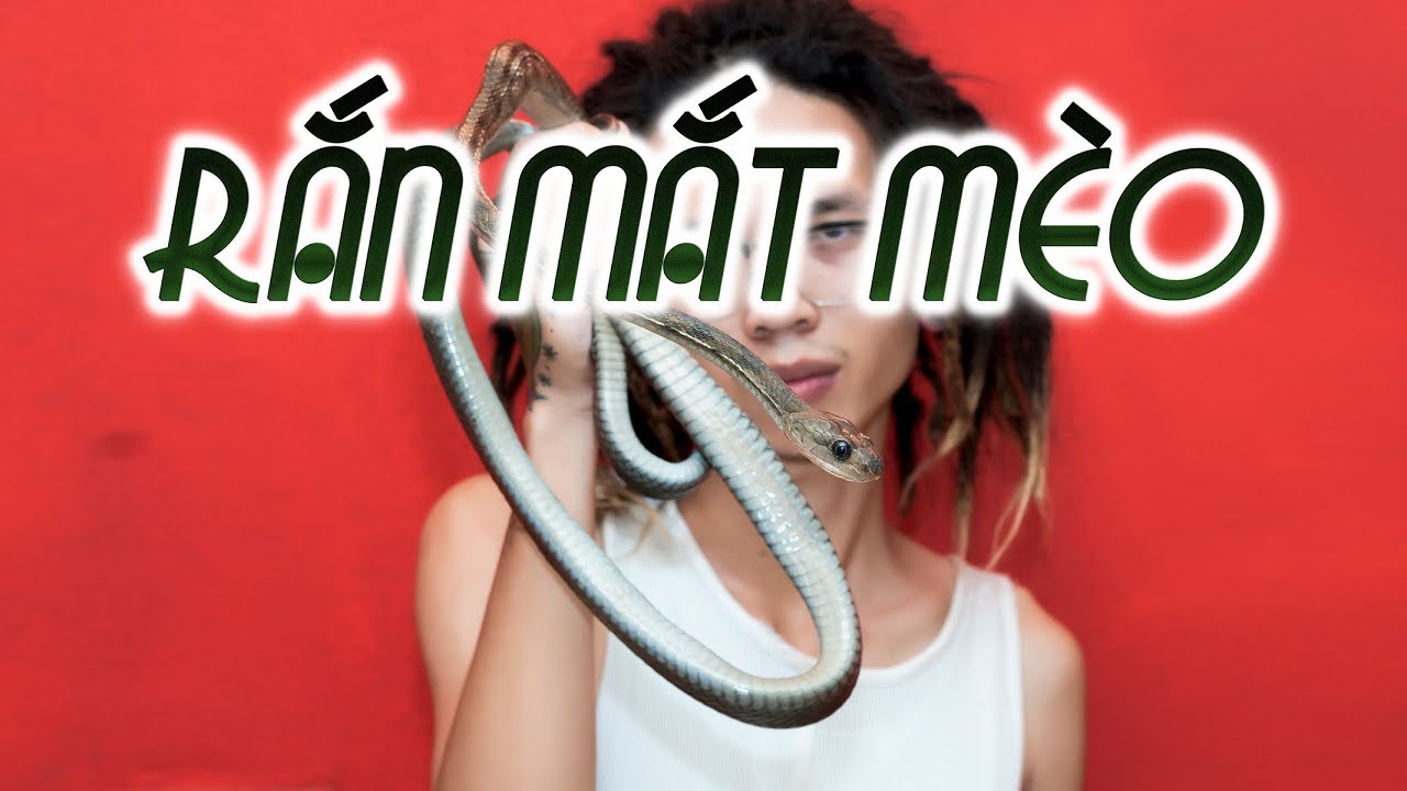 boiga dendrophila multicincta Đi off hội bò sát HN - Nhận hàng 1 loài rắn mới GUANGXI CAT SNAKE