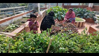 ছাদ বাগান থেকে আজকে কি কি সবজি পেলাম | Doyel Agro