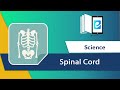 Spinal cord and peripheral nervous system animated science  elearn k12