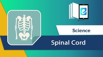 Spinal Cord and Peripheral Nervous system|| Animated science video || elearn K12