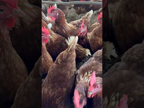 Gemes bgd! #ternakayampetelur #ayampetelur #cagefree #ternakayam