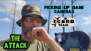 PICKING UP GAME CAMERAS & THEN THE ATTACK !