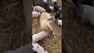 funny Pets #shorts #funny #pets