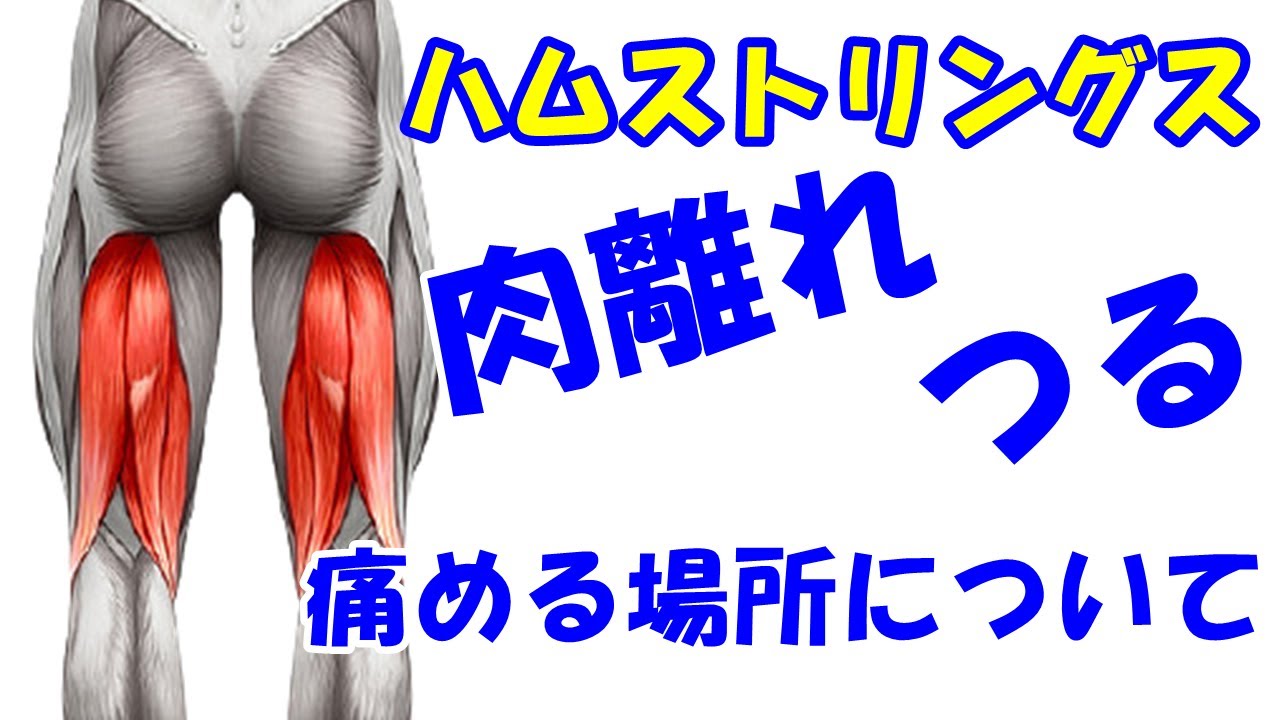 Vol 1139 ハムストリングがつる 肉離れ ハムストリングスの痛める場所について Youtube