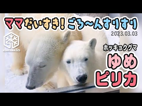 【旭山動物園】ママ〜遊んで♪かけよってごろ〜ん🐻‍❄️🐻‍❄️ピリカままが大好きホッキョクグマのゆめちゃん [Asahiyama Zoo] Polar bear, Yume and Pirika.