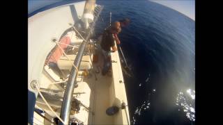 Big Tuna in Sicily(Italy)