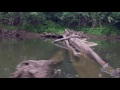 Reserva Biológica Indio Maíz Nicaragua