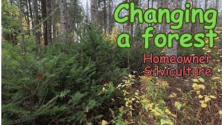 Review of my forest after 15 years of management