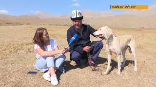 картинка: Кыргыздын салттуу оюну 