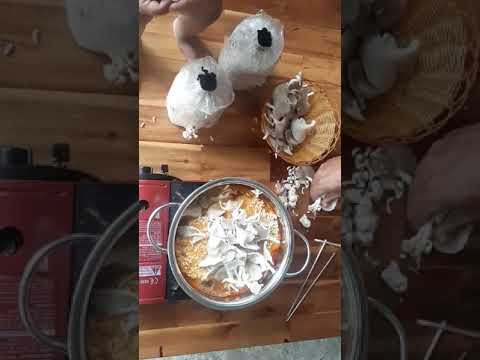 새싹농부 느타리버섯 재배키트 수확후 라면 끊이기..