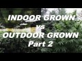 Indoor Grown vs. Outdoor Grown by Cannabis Frontier Pt 2