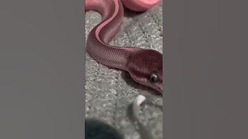OMG Look at The Colors of The Snakes 😳😱😍 #snake #beautiful #viral #animals #tiktok #shorts #fyp