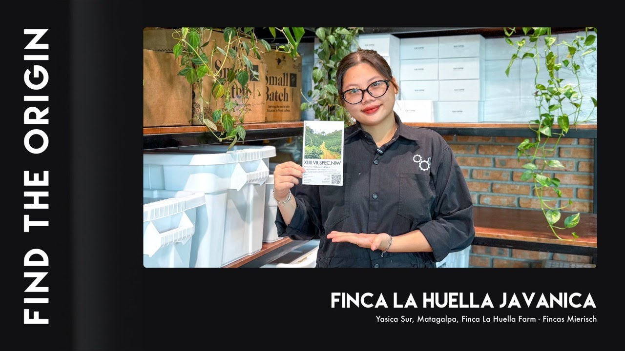 Finca La Huella Javanica - Fincas Mierisch | Find the Origin | Specialty Coffee | XLIII Coffee