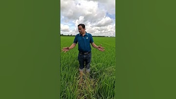 Bọ xít hôi xuất hiện giai đoạn nào trên lúa? Cách quản lý hiệu quả | HỎI ĐÁP | Hai Lúa Vàng Official