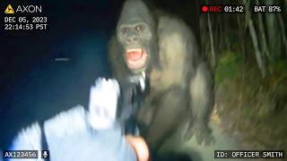 A Sheriff's Deputy's Body Cam Recorded a Sasquatch Beside a Wrecked Truck on a County Road Lane