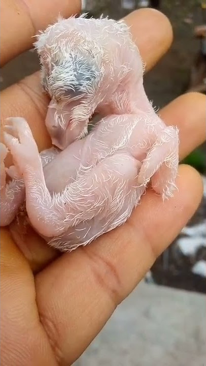 penampakan burung hantu yg baru menetas jenis tyto alba.