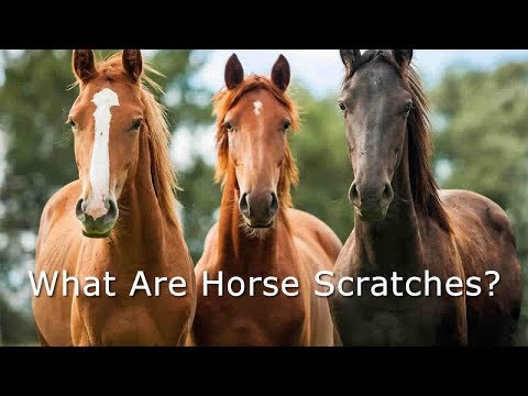 Come trattare Cavallo Graffi, Fango Febbre e Dew avvelenamento