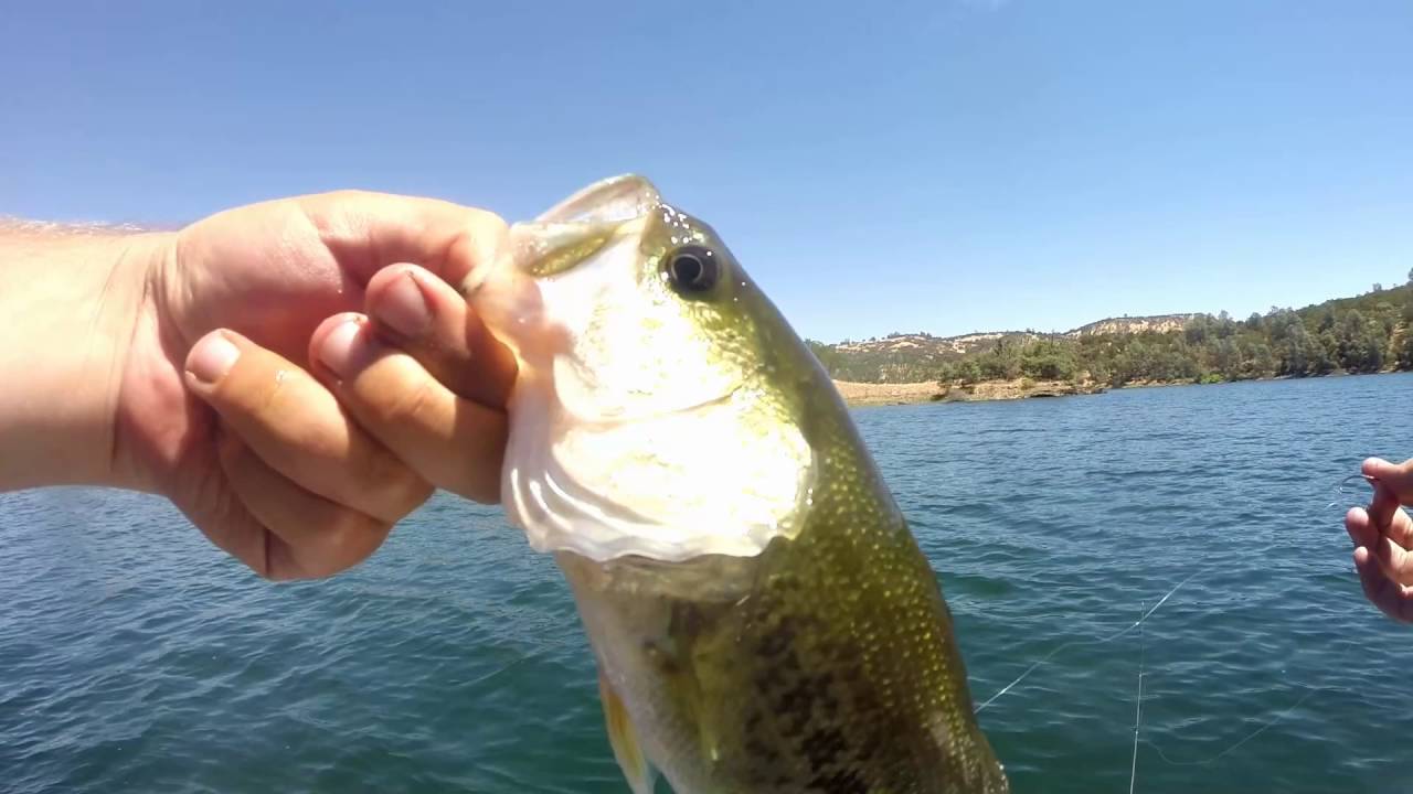 Lake Pardee Fishing is Awesome August Mix Bass Covering Water Fast