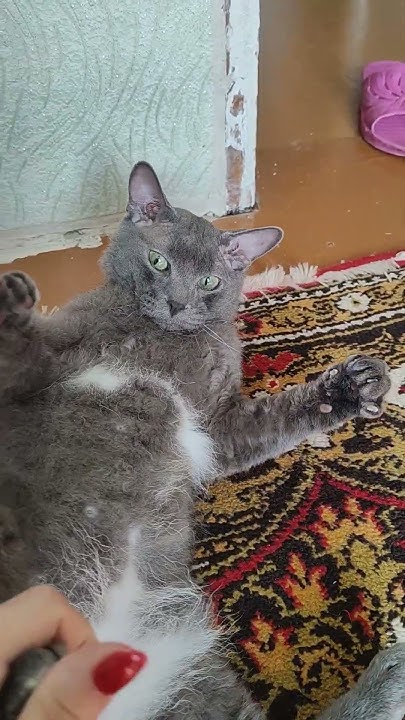 😻 Котёнок Семён 🐾 - YouTube