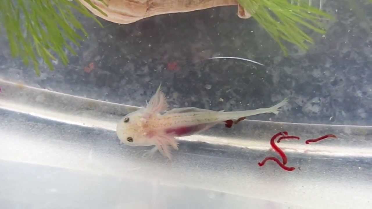 Young axolotl eating live bloodworm 