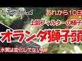 【更紗】オランダ獅子頭～調子と様子とシマドジョウ(笑)