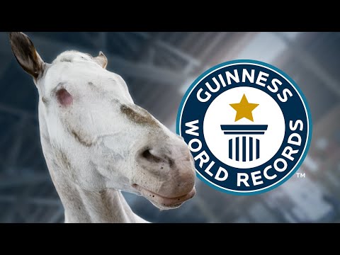 Blind Horse Endo Sets Three World Records - Guinness World Records