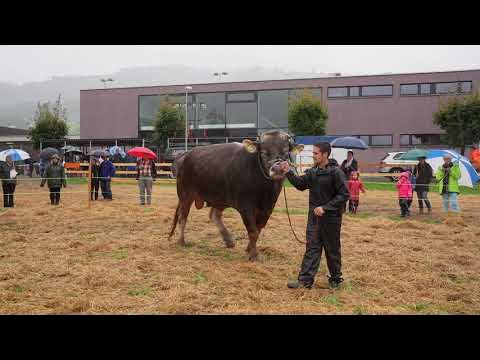 Gummimatte Wela Longline - das weiche Pferdebett - rutschfest