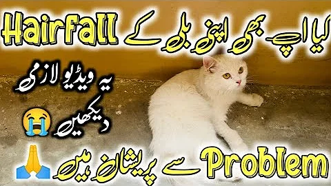 Watch the video about How to prevent your Persian cat from shedding hair|Stop persian cat hair fall problem |Cat hair loss