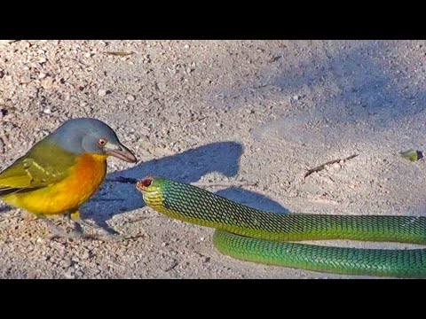 Bird Rips Snakeâs Eyes Out as it Tries to Escape