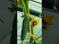 मधुमखी || for plant 🏡 khira 🥒 #song #hindisong #love #plantsofindia #agriculture #motivation
