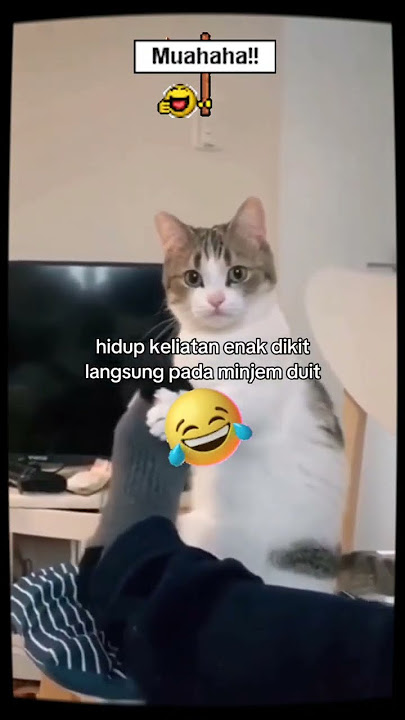 kata simps pinjam dulu seratus #kucinglucu #memes #funny #lucu #animals #shortvideo #catlovers #cat