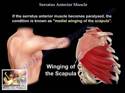 Serratus Anterior Muscle   - Everything You Need To Know - Dr. Nabil Ebraheim