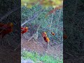 Golden Pheasant in the Wild  Rare Bird Cam Footage