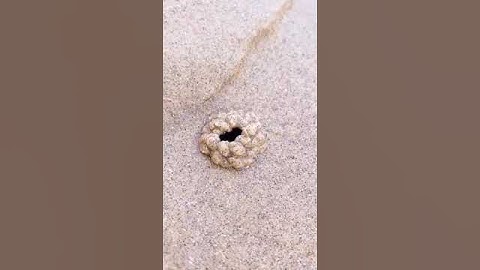 The Spider vs The Cat #TheManniiShow.com/series