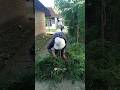 jupok pakanan wedus #slowliving #hidupdidesa #kambing #pakanternak #pakankambing #slowliving