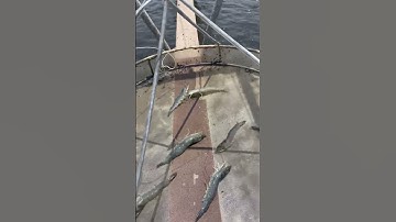 Quy trình sang tôm thẻ, không cong thân đục cơ.