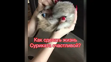 Плюсы и минусы Сурикатов