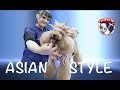 PELUQUERÍA CANINA CAMPEONATO ASIAN STYLE EN ARTERO GROOMING SLAM