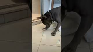 Pitbull dog masti video 🐶 | Pitbull dogs #shorts #viral