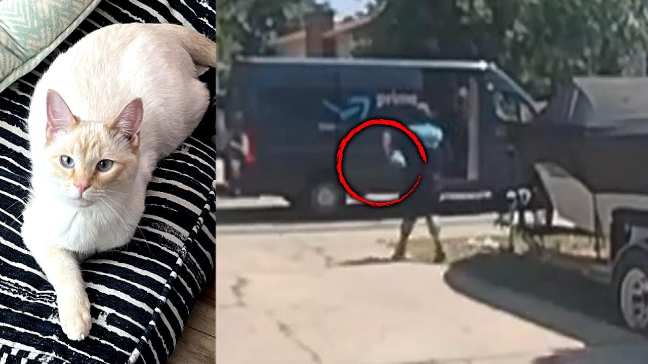 Woman Claims Amazon Worker Stole Pet Cat During a Delivery YouTube