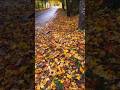 Natural Beauty #shortvideo #europe #beautiful #youtubeshorts #nature #hearttouching