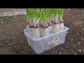 زراعة الثوم   طريقة جديدة للبستانيين - فن زراعة الثوم الاحمر