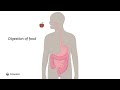 Digestion of food  how digestion of food happens inside body  coloplast india