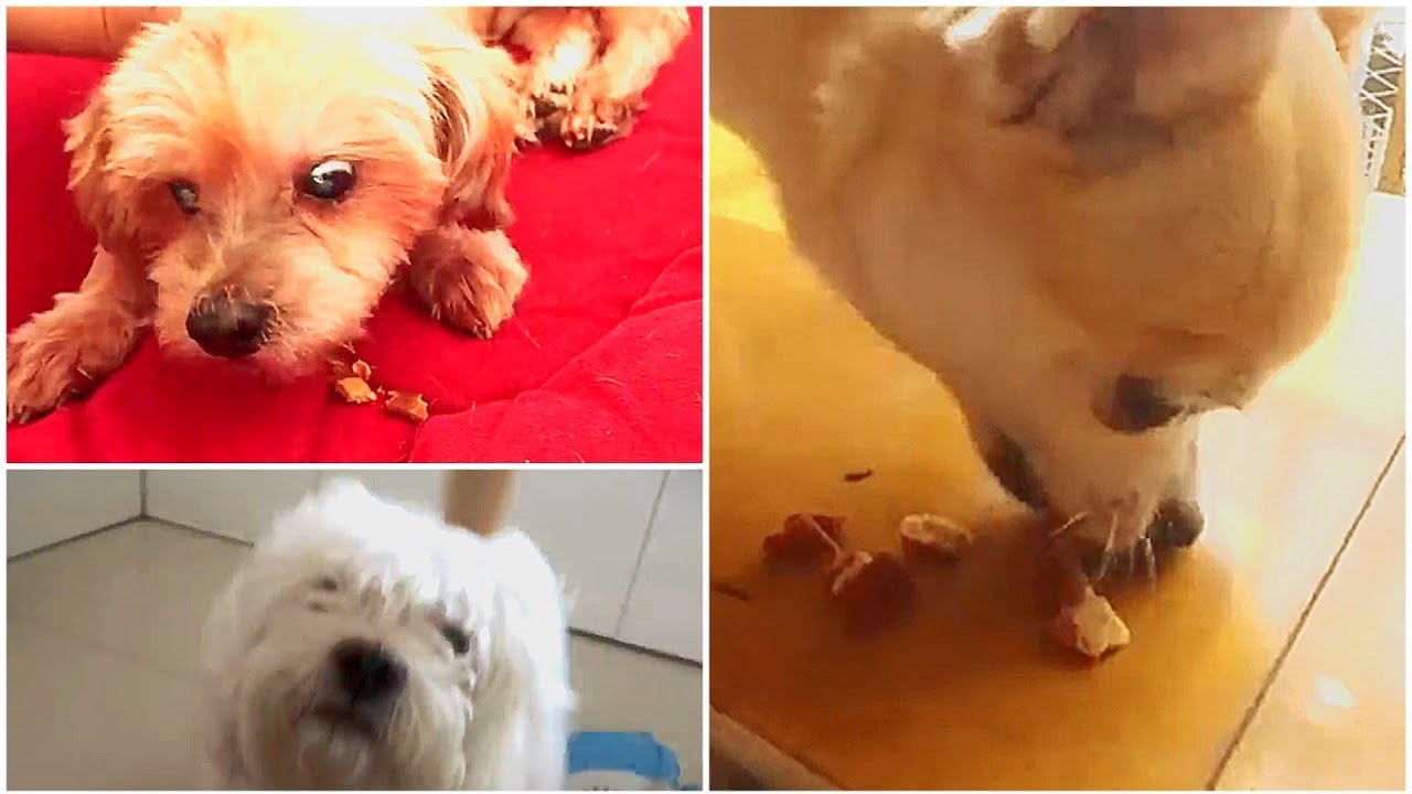 Coco , Cherry And Candy Are mad for Treat Sambhavna Seth Dogs Can Do