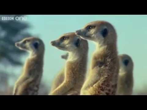 Video: Kuidas Loomad Räägivad