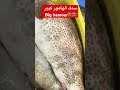 انواع اسماك القطرية1 الهامور كبير Big Hamour Fishman سمك Movie الهامور 