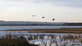 Mississippi River Flyway Cam. A chase and moving from beak to talon - explore.org 09-25-2021