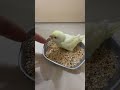 #talkingparot #parrot #funny #blackfacebudgie #cute #birds